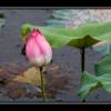 LOTUS: Lend Out To Uplift Self-sufficiency