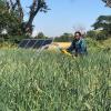 Agrosolar